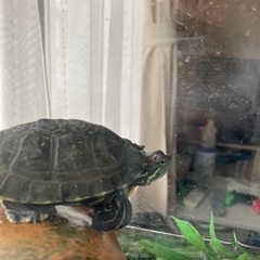 赤耳亀の（亀吉ちゃん）