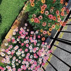 🌷花や野菜を育ててるのが好きな人募集🌷 - 広島市