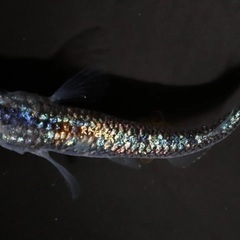 メダカ譲ります