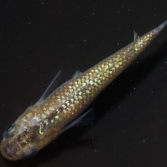 メダカ譲りますの画像