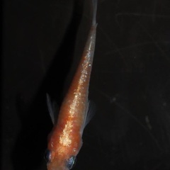 メダカ譲りますの画像