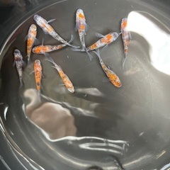 メダカ譲りますの画像