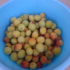 生梅（南高・白加賀）を差し上げますの画像