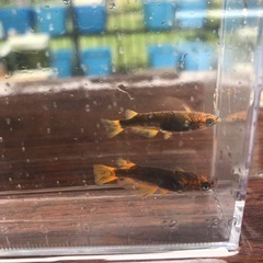 メダカ譲りますの画像