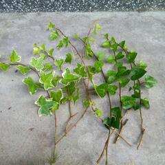 アイビー（植物）剪定☘️　