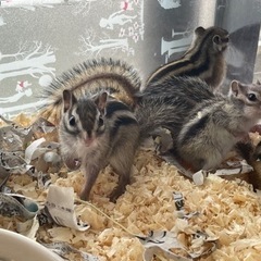 シマリス🐿がやって来ました！ - 地元のお店