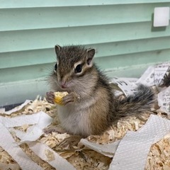 シマリス🐿がやって来ました！ - ペット