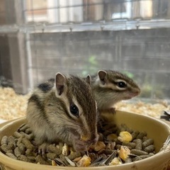 シマリス🐿がやって来ました！の画像