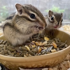 シマリス🐿がやって来ました！ - 中頭郡