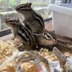 シマリス🐿がやって来ました！ − 沖縄県