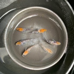 三色ラメ　3ペアの画像