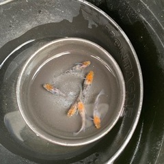 三色ラメ　3ペアの画像