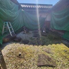 庭木の剪定·葉刈り|草抜き·草刈り|伐採|植栽|消毒|空き家管理|致します。 - 地元のお店