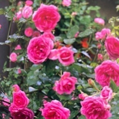 🌹6月11日(日)歌好きさん、集まれ〜🎵🌹