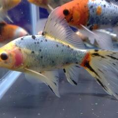 金魚 朱文金①