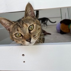 仲良し姉妹にゃんず。猫グッズも全てお渡し可能です。
