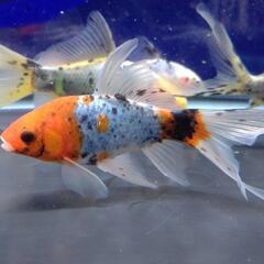 金魚 朱文金⑤