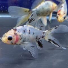 金魚 朱文金⑥