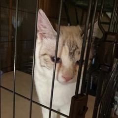 ベタベタの可愛い女の子