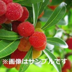 ヤマモモの実⇔木の剪定