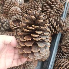 大きいまつぼっくりの画像