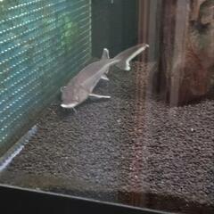 コチョウザメ30cm の画像