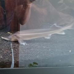 コチョウザメ30cm の画像