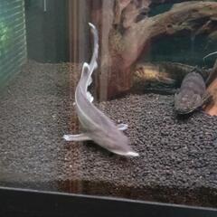 コチョウザメ30cm の画像