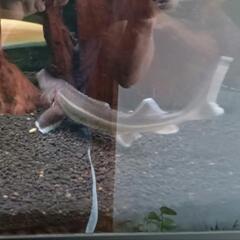 コチョウザメ30cm の画像