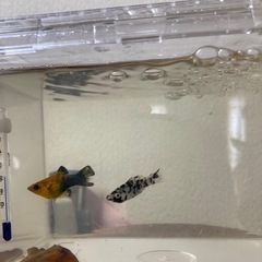 （引き取り先決まりました）熱帯魚　モーリーの画像