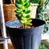 ランキングキーワードに紐づく投稿画像-多肉植物