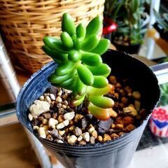 <サマーセール>【多肉植物】セダム属『虹の玉』3号(9cm)ポット入り(NNT100)の画像