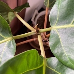 商談成立　フィカス・アフリカンプリンス　希少種　観葉植物　ゴムの木の画像