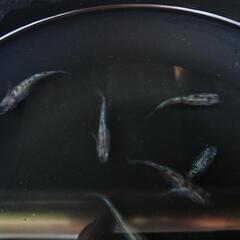 完売 三色ラメ白斑サファイア   250円 改良メダカ めだか