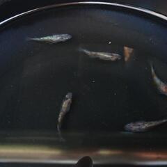 完売 三色ラメ白斑サファイア   250円 改良メダカ めだかの画像