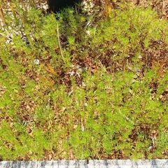 秋桜　苗の画像