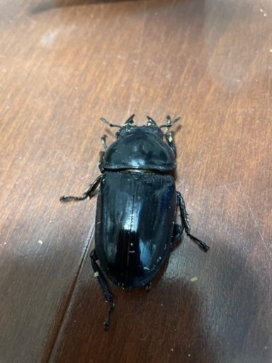 オオクワガタ　能勢YG血統　♂83mm ♀57mm
