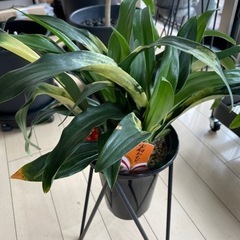 【決まりました】観葉植物 万年青 オモト 宝船おもと