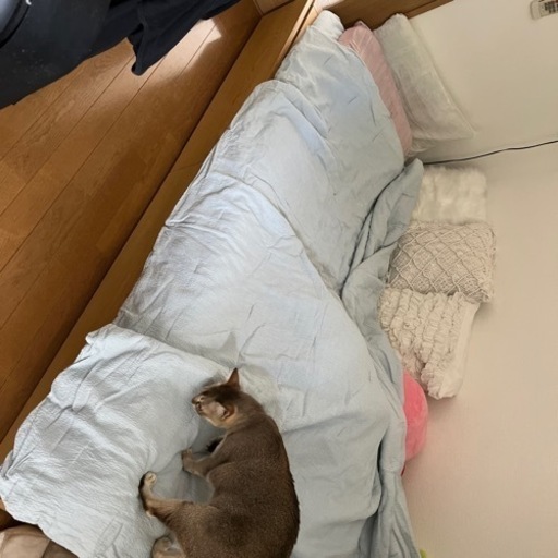 シングルより少し大きめなベッドです