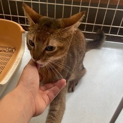 アメリ×ソマリのmixです🐈 - 猫
