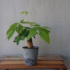 パキラ 1鉢 【6月4日現在】