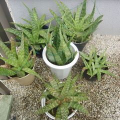 アロエ・ベラの苗譲ります