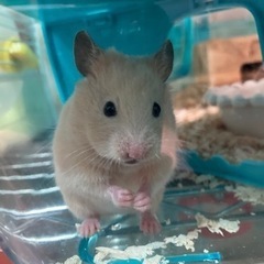 エキゾチックアニマル友達 - メンバー募集