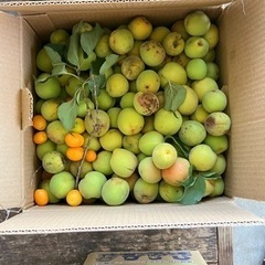 青梅差し上げます