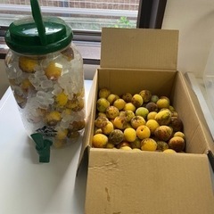 梅ジュース用の南高梅(梅)