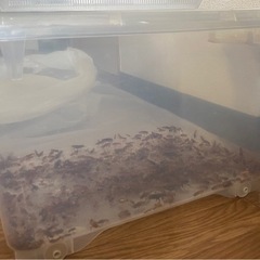 (受け渡し者決定)レッドローチ