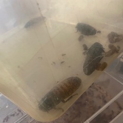 （受け渡し者決定）マダガスカルオオゴキブリ