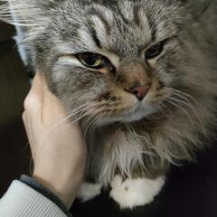 猫 輸血ドナー