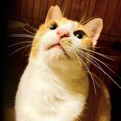 里親募集中です宜しくお願い致しま
