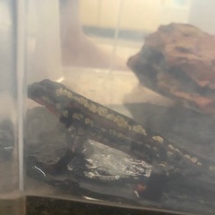 （受け渡し者決定）オキナワシリケンイモリの画像